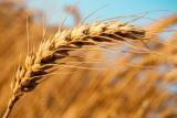 Уряд РФ назавжди відмовився від експортного мита на пшеницю
