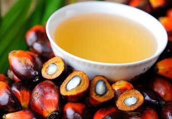 Draft Law On Palm Oil Ban Can Be Put to Vote By End of Year