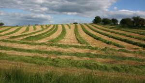 There are new reports on fixed agricultural tax and the land fee