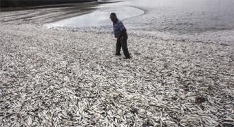 У Північному Казахстані викинуло на берег озера п&#039;ять тонн мертвої риби