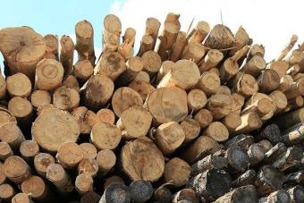 Контрабанда лісу з Житомирської області в Європу коштувала Україні 8 млн гривень збитків