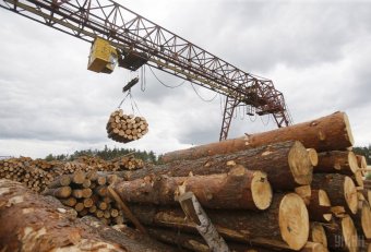 Фискальная служба проверит экспортеров леса