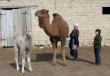 Підприємці Казахстану просять державу підтримати верблюдоводство
