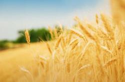 Украина планирует выручить от экспорта продукции АПК $20 млрд.