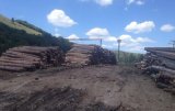 Контрабанда лісу зменшилася втричі - ДФС