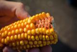 Ukraine Increases Corn Export – US Department of Agriculture