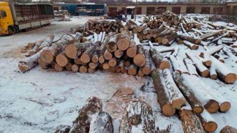 Экспорт леса-кругляка не прекратился, он идет контрабандой, - Климпуш-Цинцадзе