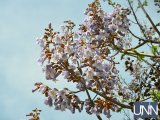 Самое быстрее дерево в мире: в Ужгороде расцвела павловния