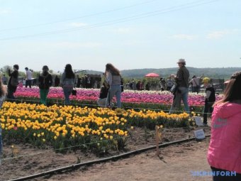 До Буковини на фестиваль тюльпанів з’їхалися тисячі туристів
