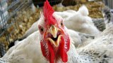 Гонконг цікавиться українською курятиною