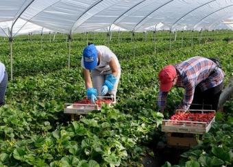 Работа в Польше: ввели новые правила трудоустройства для украинцев