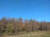 Невідомі знищили майже гектар лісу