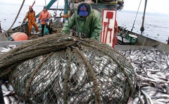 Україна і Росія домовилися, як ділити улов риби в Азовському морі