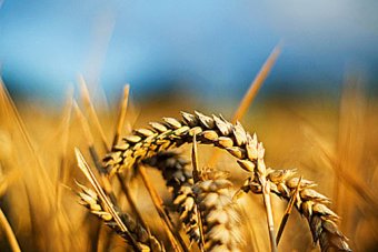 Гройсман: Аграрії формують 12% ВВП України