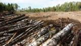 В МЭРТ назвали причины отмены моратория на экспорт леса