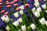 Фото дня: у Нідерландах розквітло 7 мільйонів тюльпанів