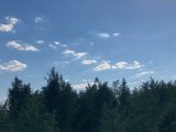 Поліцейські завдяки дрону знайшли на Київщині плантацію конопель