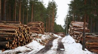 ЄС до Ради: Чекаємо на дозвіл вивезти ліс