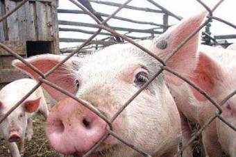 В Україні оцінили збитки від спалаху чуми свиней