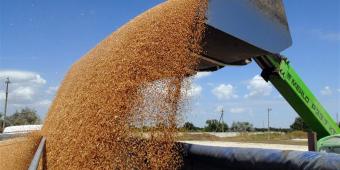 Cereal exported by Ukraine since the start of the year - 308 ths tons