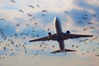 Стали відомі найбезпечніші авіакомпанії