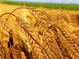 Зерновой рынок Украины нуждается в $17 млрд инвестиций