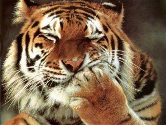 Казахстан може стати першою країною в світі по поверненню тигрів в історичні місця проживання