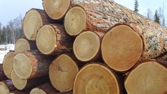 Мораторій на вивіз деревини може привести до судових позовів європейців проти України - експерт