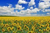 Украина рекордно увеличила производство подсолнечного масла