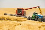 Украинские аграрии намолотили 20 миллионов тонн зерновых