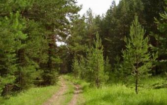Світовий банк допоможе Держлісагентству у реформуванні лісової галузі