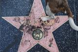 В Голливуде осквернили звезду Трампа