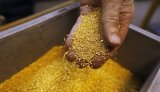 Американці інвестують 100 мільйонів доларів у видобуток золота в Україні