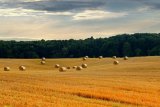 На Львівщині подали до суду через мораторій на продаж землі