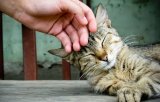 У Кличко потратят на бездомных животных почти 200 млн грн
