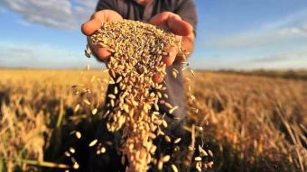 Українські аграрії вже зібрали більше 51 мільйона тонн зернових