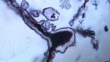 Ученые нашли одни из самых ранних свидетельств жизни на Земле
