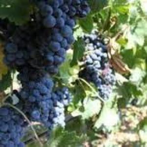Збір на розвиток виноградарства і садівництва стягуватимуть до 2018 р.