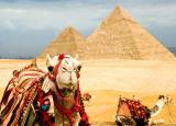 Казахстан має намір поставляти баранину в Єгипет