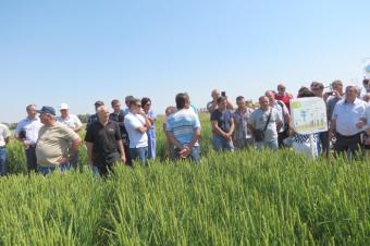 В Україні можуть вирощувати рис і бавовну - експерт