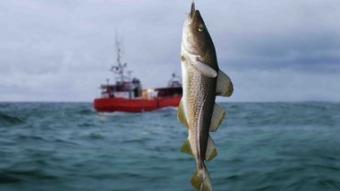 В Украине создадут Комиссию по развитию рыбного хозяйства