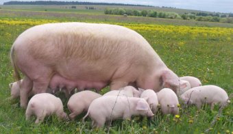 В Україні поголів’я свиней за рік поменшало більш як на півмільйона - експерти