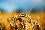 Гройсман: Аграрии формируют 12% ВВП Украины