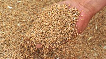 Мінагропрод очікує врожай зерна на рівні 64 мільйони тонн