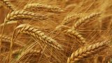 Україна встановила рекорд з експорту зернових