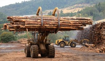 Контрабанда леса в Украине: назван способ покончить со схемами