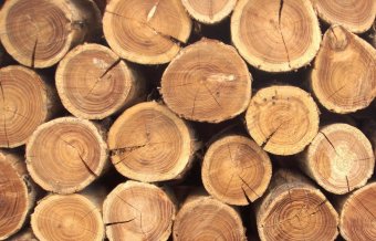 Лесник, допустивший незаконную вырубку деревьев почти на миллион, отделался штрафом в 10 тыс. грн