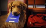 Раді пропонують зобов&rsquo;язувати українців реєструвати усіх домашніх тварин