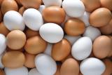 Экспорт яиц принес Украине $30 млн