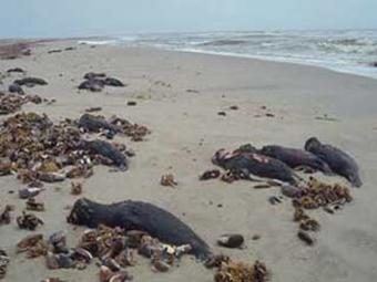 На узбережжі Каспію виявлено мертвих тюленів